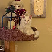 Lucky is registered to the contest to win money with this photo: animal, beige_wall, brown, candle_holder, cat, cat_tree, cozy, cute, decor, furniture, holiday_decor, home, indoor, kitten, pet, plush_toy, sitting, snowman_doll, wall_art, white_cat