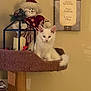 animal, beige_wall, brown, candle_holder, cat, cat_tree, cozy, cute, decor, furniture, holiday_decor, home, indoor, kitten, pet, plush_toy, sitting, snowman_doll, wall_art, white_cat