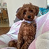 Angel joined the competition — help win amazing prizes! dog, puppy, curly_fur, brown_fur, small_dog, pet, collar, sitting, portrait, indoors, blanket, pastel_colors, couch, home, living_room, wood_floor, chair, window, natural_light, cute