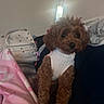 dog, puppy, brown_dog, curly_fur, fluffy, sweater, white_sweater, sitting, bed, bedroom, blanket, pillow, backpack, home, indoors, pet, portrait, looking_at_camera, cozy, animal