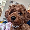 dog, puppy, brown_fur, curly_fur, fluffy, portrait, close_up, pet, collar, dog_tag, black_nose, shiny_eyes, indoors, home, blanket, bed, framed_pictures, cozy, adorable, animal