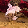 Angel is registered to the contest to win money with this photo: dog, puppy, pet, animal, brown_fur, shaggy_fur, floppy_ears, dark_eyes, pink_costume, bunny_costume, stuffed_animal, toy, red_cushion, wooden_floor, indoor, portrait, sitting, cute, playful, funny