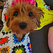 Angel is registered to the contest to win money with this photo: dog, puppy, brown_fur, fluffy, close_up, portrait, pet, animal, glossy_eyes, black_nose, pink_clothing, crocheted_blanket, colorful, textile, couch, indoor, home, sitting, cute, photography