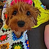 dog, puppy, brown_fur, fluffy, close_up, portrait, pet, animal, glossy_eyes, black_nose, pink_clothing, crocheted_blanket, colorful, textile, couch, indoor, home, sitting, cute, photography