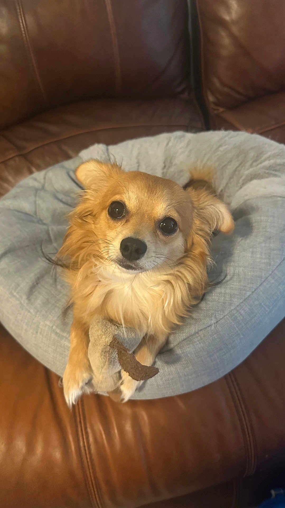 Brownie joined the competition — help win amazing prizes! dog, small_dog, pet_bed, toy, brown_leather_couch, cozy, fur, cute, looking_up, paws, indoor, animal, companion, relaxed, domestic, friendly, home, comfort, close_up, adorable