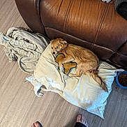 Brownie is registered to the contest to win money with this photo: dog, toy, pillow, leather_couch, blanket, wood_floor, dog_food_bowl, bare_feet, home_interior, pet, small_dog, brown_dog, relaxed, indoor, floor, furniture, casual, cozy, stuffed_toy, domestic