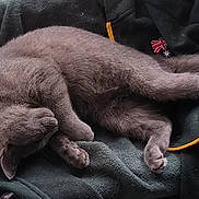 Minouche a rejoint le concours — aidez-le/la à gagner de superbes lots ! animal, apparel, cat, clothing, cozy, fabric, feline, folds, fur, gray_cat, indoor, nap, pet, pile, quiet, relaxed, resting, sleeping, soft, textile