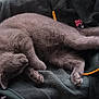 Minouche a rejoint le concours — aidez-le/la à gagner de superbes lots ! cat, sleeping, gray_cat, feline, fur, cozy, clothing, fabric, indoor, resting, relaxed, pet, animal, soft, pile, apparel, textile, folds, quiet, nap