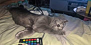 Minouche participe au concours pour gagner de l'argent avec cette photo : cat, sleeping, bed, gray_fur, remote_control, cables, indoor, feline, domestic_animal, resting, paw, whiskers, soft_texture, blanket, electronics, relaxation, fur, animal, pet, peaceful