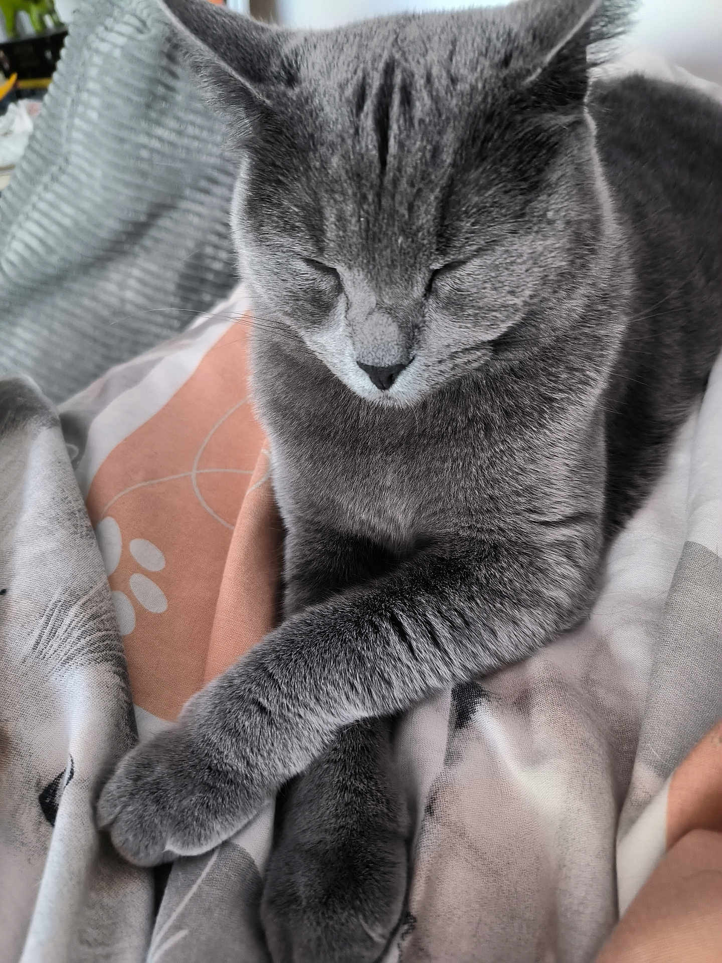 Minouche a rejoint le concours — aidez-le/la à gagner de superbes lots ! cat, gray_cat, pet, animal, feline, sleeping, paws_crossed, closeup, indoor, blanket, cozy, resting, fur, whiskers, cute, domestic_cat, soft_texture, calm, relaxation, portrait