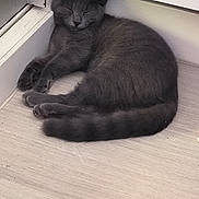 Minouche participe au concours pour gagner de l'argent avec cette photo : cat, gray_cat, sleeping, indoor, floor, door, corner, pet, animal, feline, resting, cozy, quiet, fur, whiskers, tail, paws, house, relaxation, peaceful