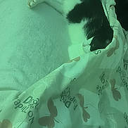 Musa participe au concours pour gagner de l'argent avec cette photo : animal, bed, black_and_white, blanket, butterfly_pattern, cat, comfort, cozy, cute, domestic_cat, feline, fur, home, indoor, pet, quiet, relaxation, resting, sleeping, soft