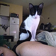 Musa participe au concours pour gagner de l'argent avec cette photo : aegean_cat, carnivore, cat, domestic_short_haired_cat, european_shorthair, felidae, kitten, leg, polydactyl_cat, small_to_medium_sized_cats, whiskers