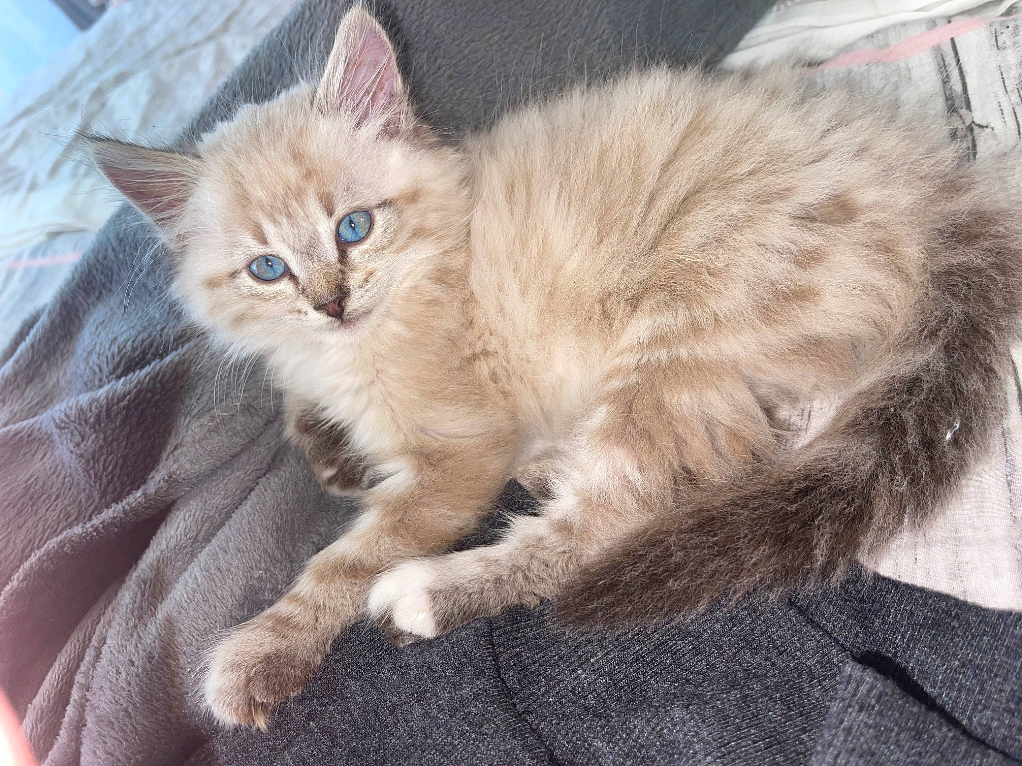 Noopy a rejoint le concours — aidez-le/la à gagner de superbes lots ! british_longhair, carnivore, cat, claw, comfort, domestic_short_haired_cat, fawn, felidae, fur, paw, small_to_medium_sized_cats, tail, whiskers