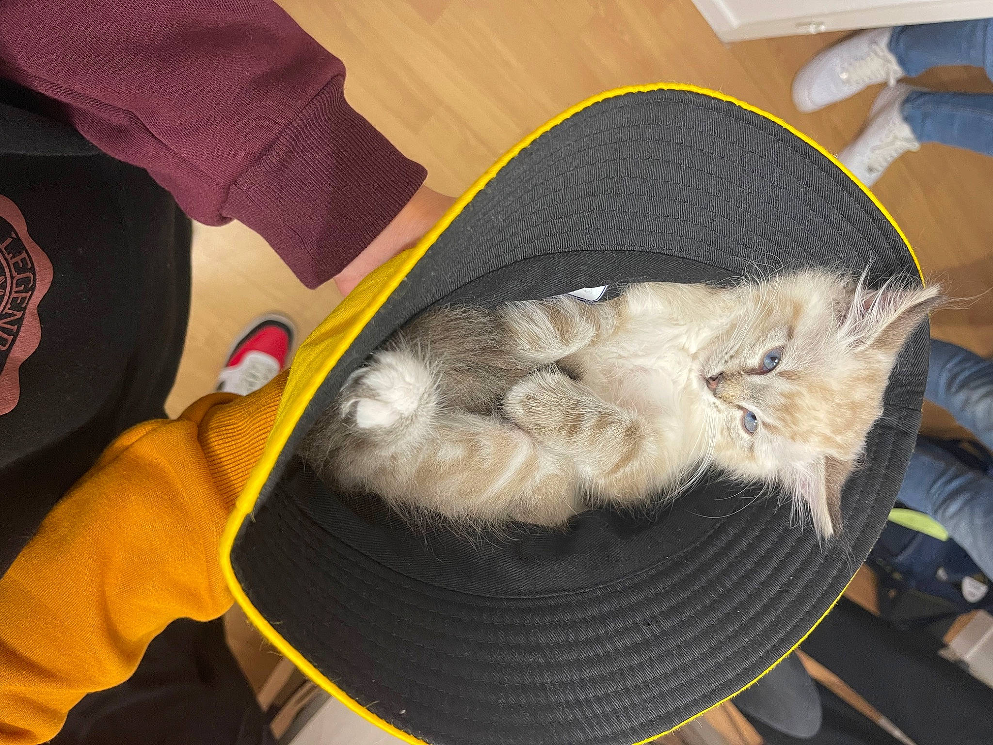 Noopy a rejoint le concours — aidez-le/la à gagner de superbes lots ! auto_part, bag, carnivore, cat, cat_supply, comfort, costume_hat, domestic_short_haired_cat, fashion_accessory, felidae, fur, hat, personal_protective_equipment, sleeve, small_to_medium_sized_cats, sun_hat, tail, thread, whiskers, wool