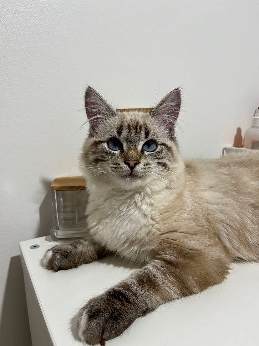 Noopy participe au concours pour gagner de l'argent avec cette photo : box, british_longhair, carnivore, cat, claw, domestic_short_haired_cat, felidae, fur, maine_coon, paw, sitting, small_to_medium_sized_cats, snout, tail, terrestrial_animal, whiskers, window