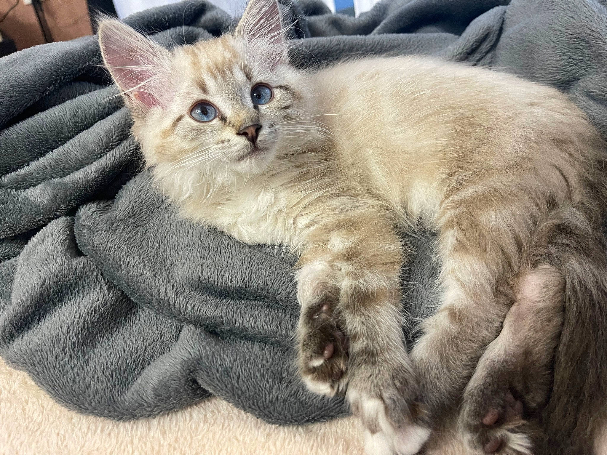 Noopy participe au concours pour gagner de l'argent avec cette photo : carnivore, cat, claw, comfort, domestic_short_haired_cat, fawn, felidae, fur, gesture, nap, paw, small_to_medium_sized_cats, snout, tail, terrestrial_animal, whiskers