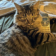 Puff Puff is registered to the contest to win money with this photo: cat, tabby_cat, pet, feline, fur, whiskers, ears, yellow_eyes, blanket, bed, remote_control, indoor, cozy, lying_down, closeup, portrait, paws, stripes, domestic_animal, relaxed