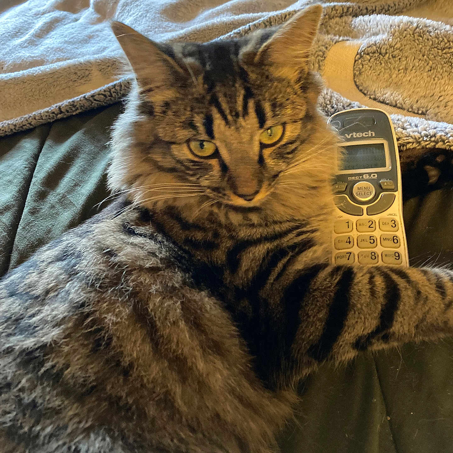 Puff Puff is registered to the contest to win money with this photo: bed, blanket, cat, closeup, cozy, domestic_animal, ears, feline, fur, indoor, lying_down, paws, pet, portrait, relaxed, remote_control, stripes, tabby_cat, whiskers, yellow_eyes