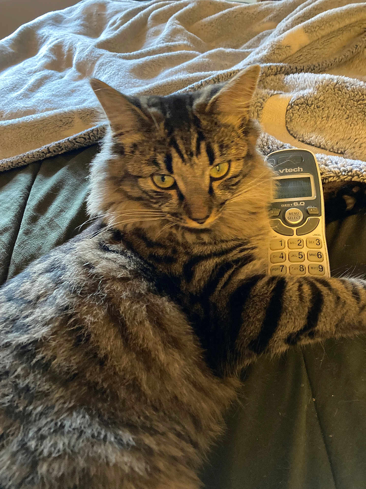 Puff Puff is registered to the contest to win money with this photo: cat, tabby_cat, pet, feline, fur, whiskers, ears, yellow_eyes, blanket, bed, remote_control, indoor, cozy, lying_down, closeup, portrait, paws, stripes, domestic_animal, relaxed