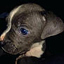 Rambo is registered to the contest to win money with this photo: puppy, dog, close_up, pet, animal, blue_eyes, fur, whiskers, cute, nose, ear, dark_background, young, portrait, head, mammal, domestic_animal, side_view, alert, small