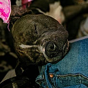 Rambo joined the competition — help win amazing prizes! dog, sleeping, close_up, denim, jeans, towel, pink, resting, pet, animal, snout, fur, relaxation, indoor, jar, container, label, comfort, nap, cozy
