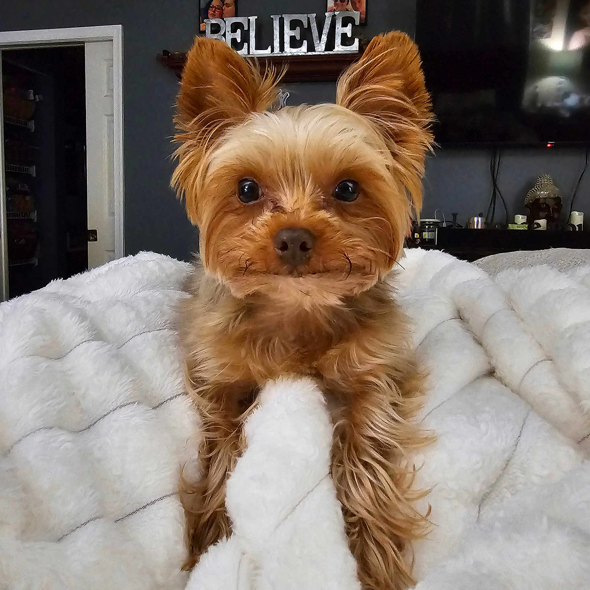 Gizmo joined the competition — help win amazing prizes! affenpinscher, animal, bed, bedroom, blanket, bulldog, canine, cockerspaniel, couch, dog, face, furniture, head, papillon, person, pet, poodle, puppy, terrier, whitedog