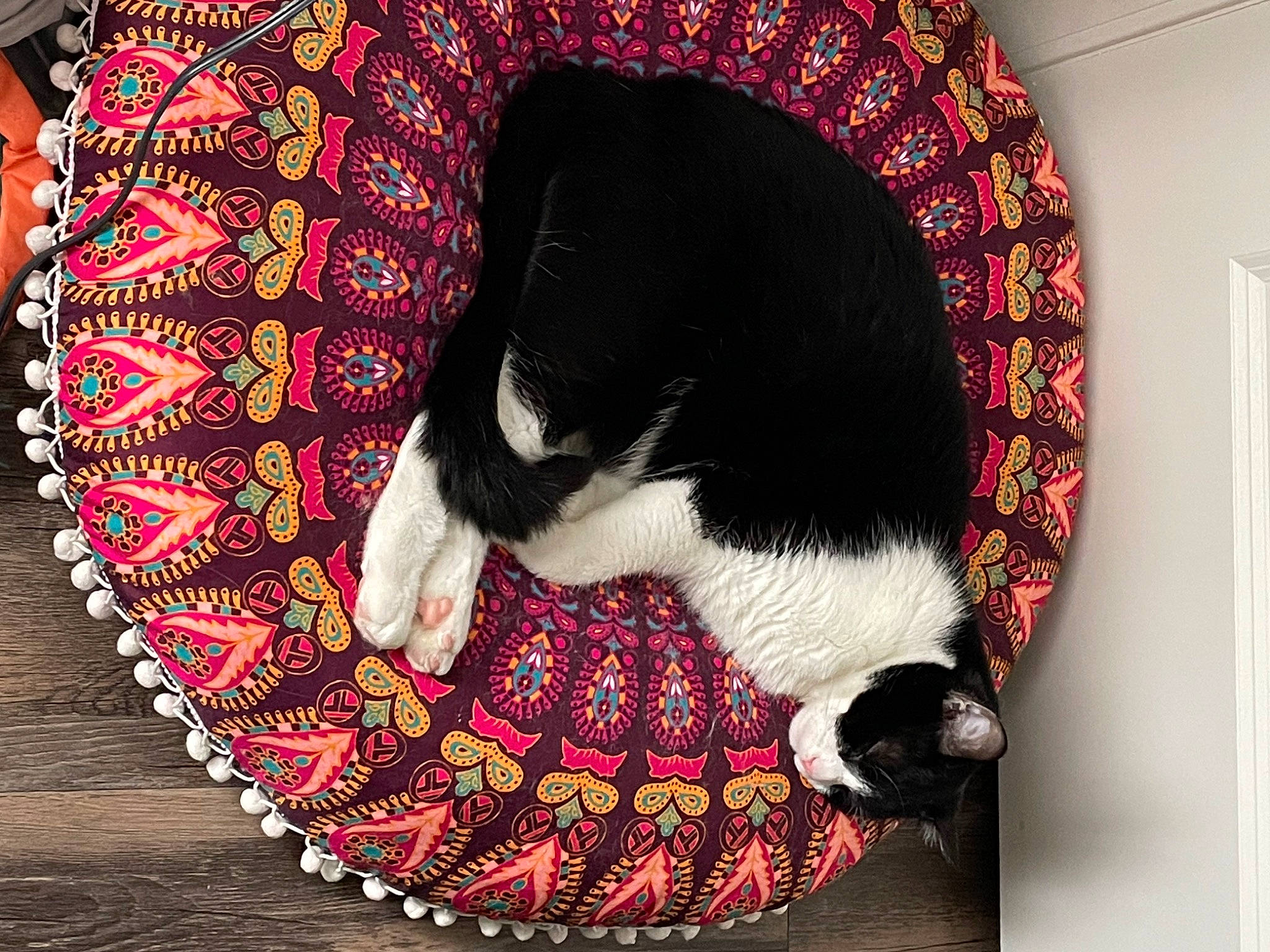 Bud is registered to the contest to win money with this photo: art, carmine, carnivore, cat, cat_supply, comfort, companion_dog, dog_breed, felidae, fur, lap, linens, magenta, pattern, paw, small_to_medium_sized_cats, snout, tail, whiskers, wool