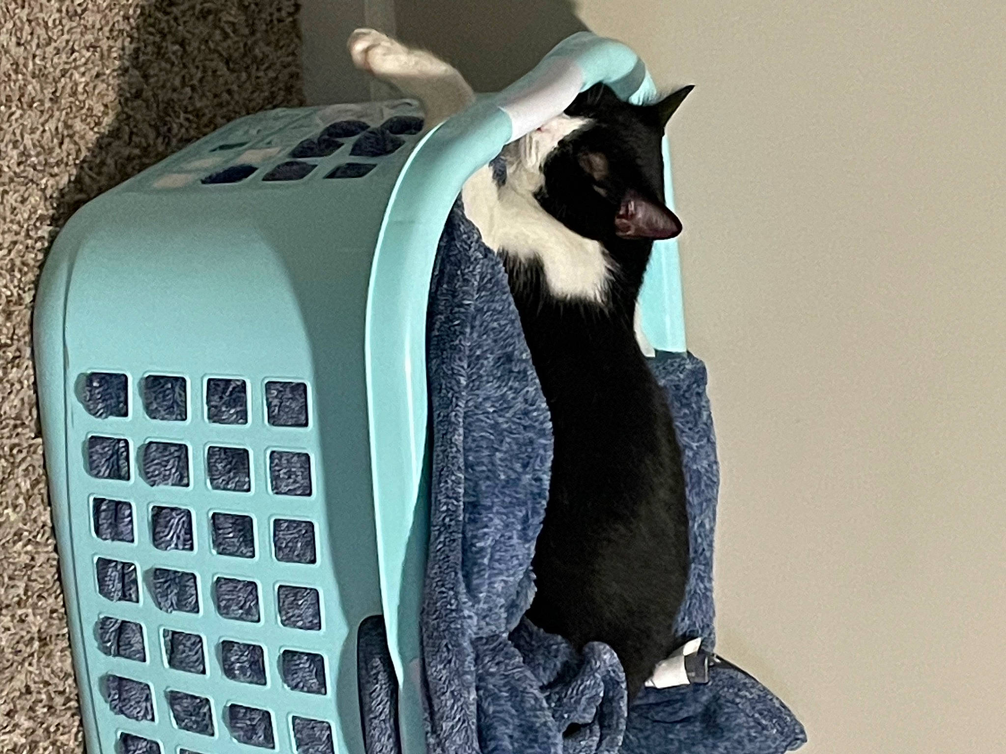 Bud joined the competition — help win amazing prizes! automotive_design, automotive_lighting, automotive_tire, bag, beak, bumper, carnivore, comfort, electric_blue, felidae, grey, grille, hood, luggage_and_bags, neck, small_to_medium_sized_cats, snout, tail, terrestrial_animal, whiskers