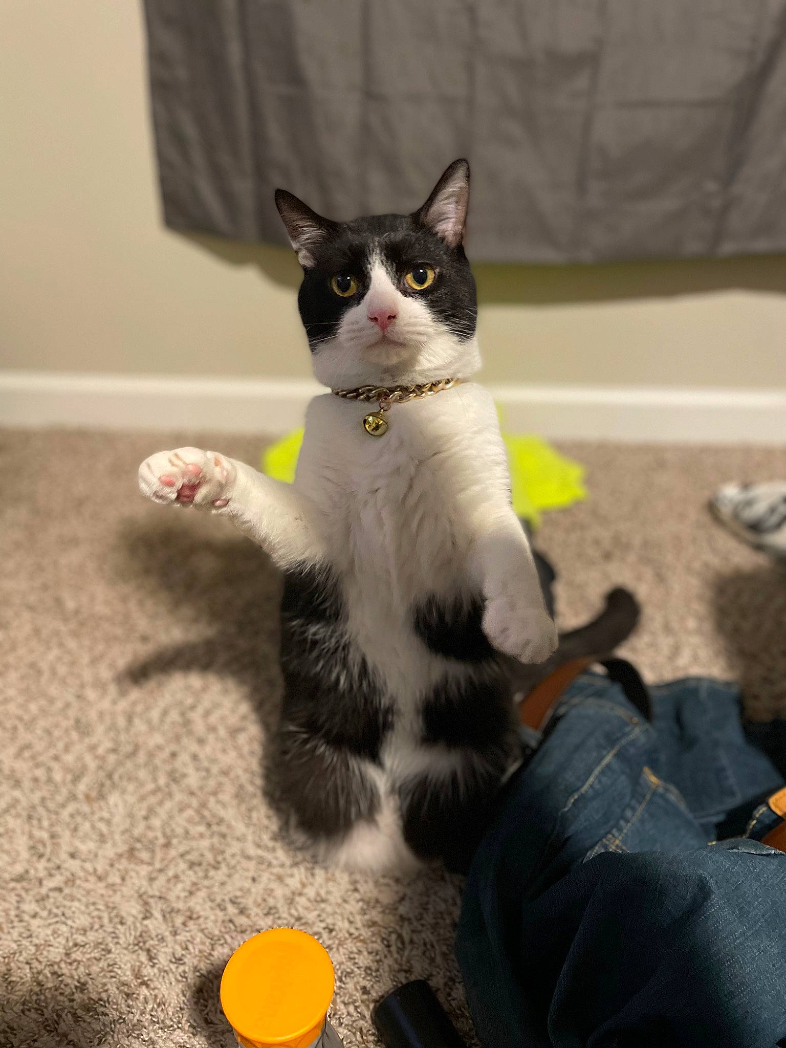 Bud is registered to the contest to win money with this photo: carnivore, cat, domestic_short_haired_cat, felidae, flooring, formal_wear, fur, paw, sitting, small_to_medium_sized_cats, snout, tail, toy, whiskers