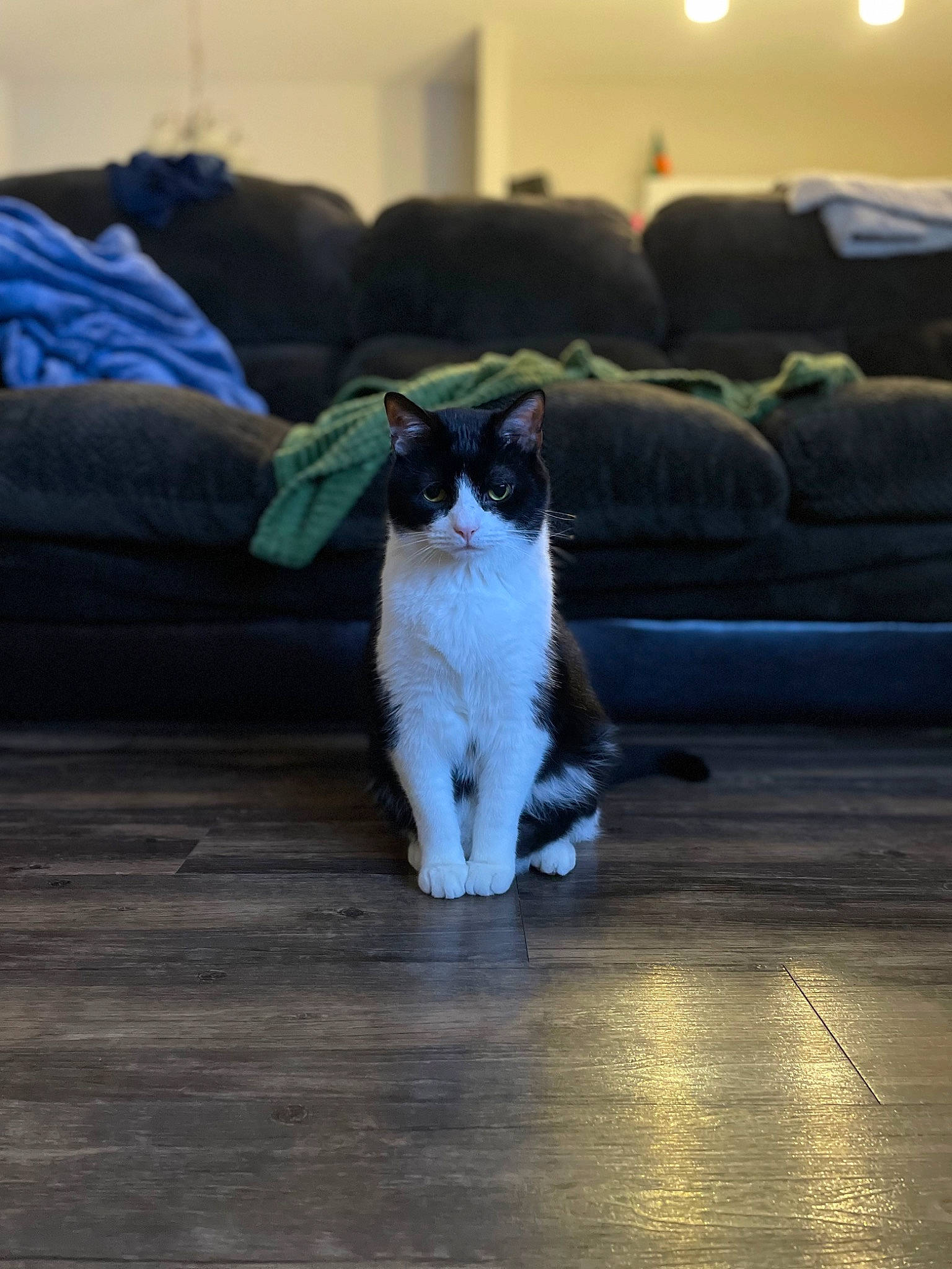 Bud is registered to the contest to win money with this photo: carnivore, cat, comfort, couch, domestic_short_haired_cat, felidae, floor, flooring, fur, grey, hardwood, human_leg, living_room, road_surface, room, small_to_medium_sized_cats, studio_couch, tail, whiskers, wood