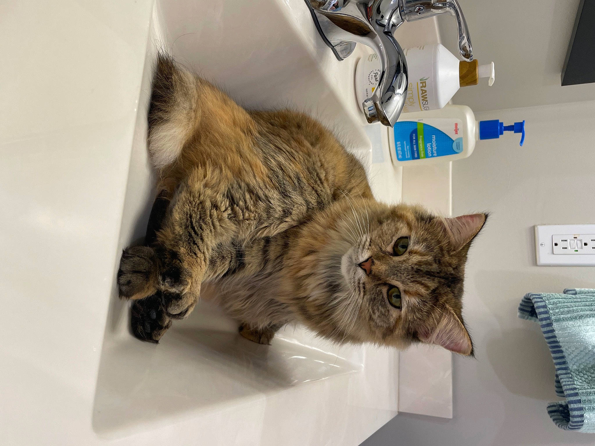 Kit joined the competition — help win amazing prizes! carnivore, cat, domestic_short_haired_cat, felidae, fur, household_hardware, plumbing_fixture, room, sink, small_to_medium_sized_cats, tail, tap, whiskers