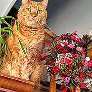 Taz a rejoint le concours — aidez-le/la à gagner de superbes lots ! animal, cat, close_up, cozy, decorations, ears, feline, fur, ginger_cat, holiday_wreath, home, indoor, natural_light, ornament, pet, plant, red_leaves, staircase, whiskers, wooden_furniture