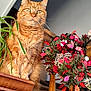 animal, cat, close_up, cozy, decorations, ears, feline, fur, ginger_cat, holiday_wreath, home, indoor, natural_light, ornament, pet, plant, red_leaves, staircase, whiskers, wooden_furniture