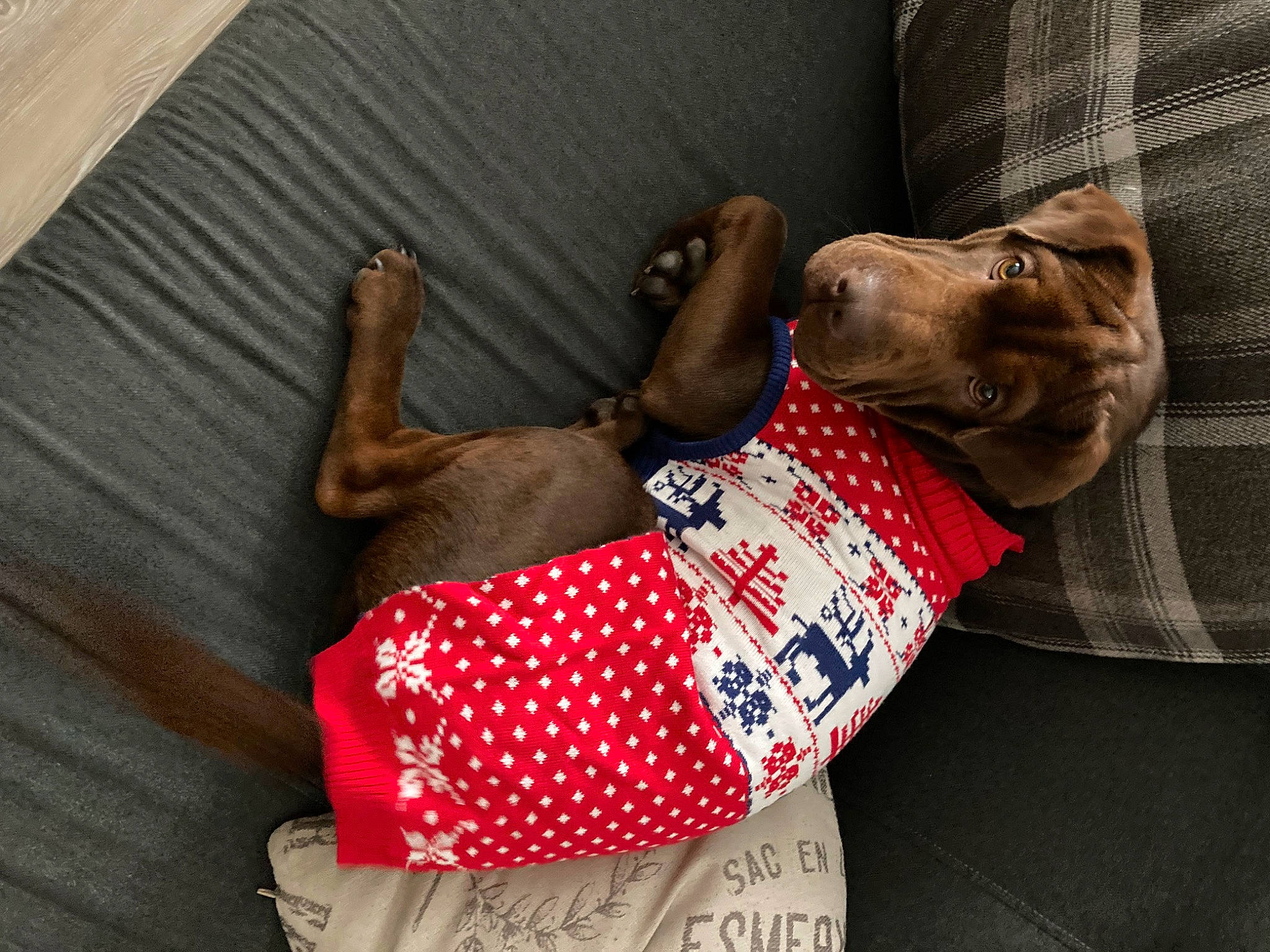 Bruce joined the competition — help win amazing prizes! bag, canidae, carnivore, collar, comfort, companion_dog, dog, dog_breed, dog_collar, dog_supply, fashion_accessory, fawn, human_leg, liver, pattern, pet_supply, snout, sporting_group, working_animal, wrist