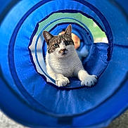 Millie Jean joined the competition — help win amazing prizes! blue, bokeh, cat, centered, close_up, concentric_rings, curious, cute, domestic_animal, fur, green_eyes, indoor, paws, pet, play_toy, portrait, shallow_depth_of_field, tabby, tunnel, whiskers