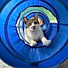 blue, bokeh, cat, centered, close_up, concentric_rings, curious, cute, domestic_animal, fur, green_eyes, indoor, paws, pet, play_toy, portrait, shallow_depth_of_field, tabby, tunnel, whiskers