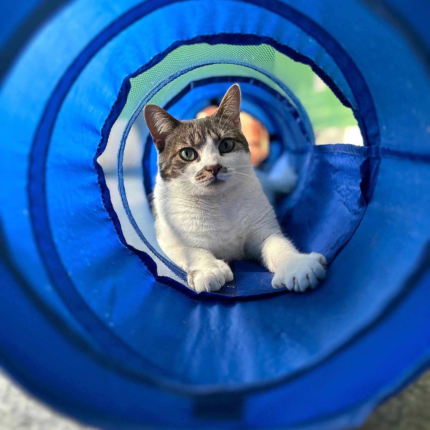 Millie Jean