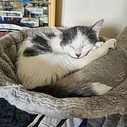 Koda is registered to the contest to win money with this photo: abyssinian, animal, bed, bedroom, blanket, box, cat, chair, couch, furniture, homedecor, indoors, kitten, manx, person, pet, quilt, room, shelf, sleeping