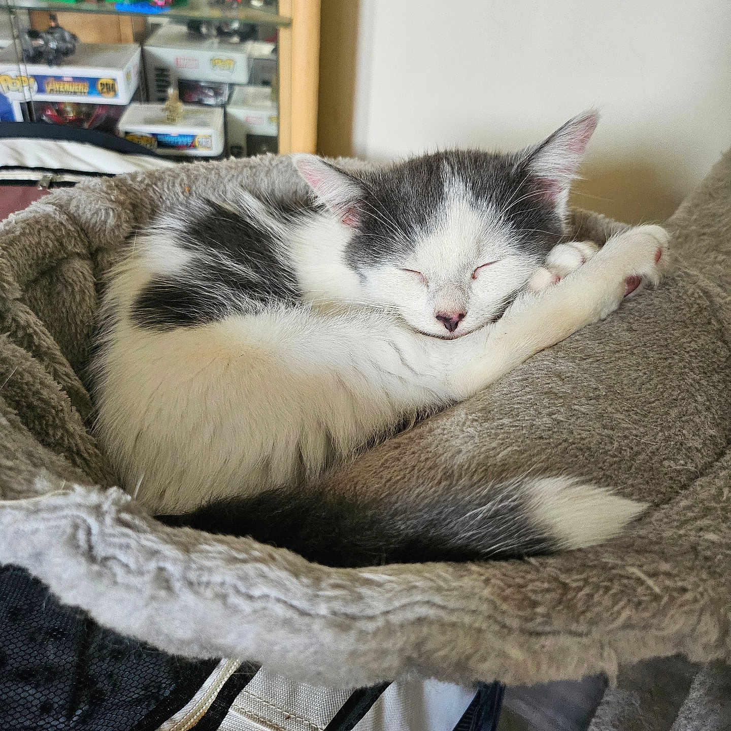 Koda is registered to the contest to win money with this photo: abyssinian, animal, bed, bedroom, blanket, box, cat, chair, couch, furniture, homedecor, indoors, kitten, manx, person, pet, quilt, room, shelf, sleeping