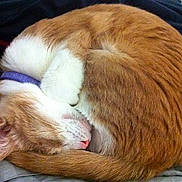 Scooter is registered to the contest to win money with this photo: