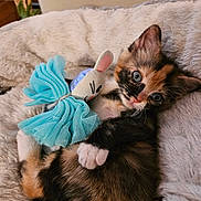 Charlie is registered to the contest to win money with this photo: kitten, cat, calico, toy, stuffed_animal, mouse_toy, blue, blanket, cozy, fur, cute, pet, indoor, lying_down, animal, soft, close_up, small, whiskers, paw