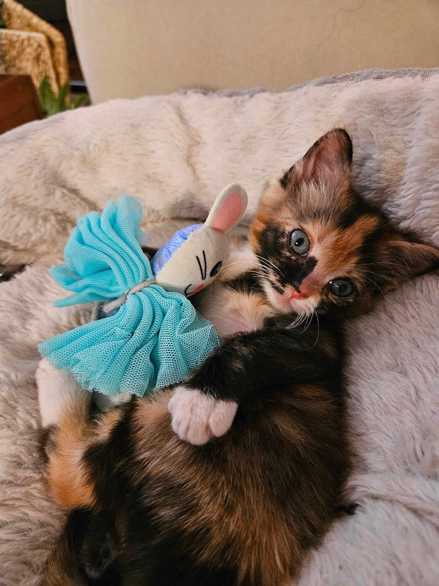 Charlie is registered to the contest to win money with this photo: kitten, cat, calico, toy, stuffed_animal, mouse_toy, blue, blanket, cozy, fur, cute, pet, indoor, lying_down, animal, soft, close_up, small, whiskers, paw