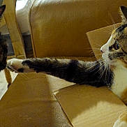 Smudge joined the competition — help win amazing prizes! animal, black, brown, cardboard_box, cat, cats, couch, curious, domestic_animal, feline, indoor, interaction, leather, paw, pet, relaxed, striped, tabby, two_cats, white