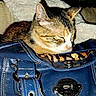 Smudge joined the competition — help win amazing prizes! animal, blanket, blue, cat, closeup, comfort, couch, cozy, cute, domestic, feline, fur, handbag, indoor, leather, pet, relaxed, resting, sleeping, soft