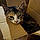 Smudge