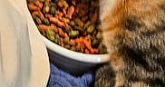 Smudge joined the competition — help win amazing prizes! animal, bed, blanket, bowl, cat, cat_food, cozy, cute, domestic_animal, feline, fur, indoor, muzzle, paw, pet, relaxing, resting, sleeping, tabby, whiskers