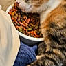 animal, bed, blanket, bowl, cat, cat_food, cozy, cute, domestic_animal, feline, fur, indoor, muzzle, paw, pet, relaxing, resting, sleeping, tabby, whiskers