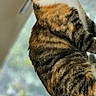Smudge joined the competition — help win amazing prizes! alert, animal, brown, car_interior, cat, closeup, curious, domestic_cat, feline, indoor, looking, orange, pet, portrait, seat, sitting, striped, tabby_cat, white, window
