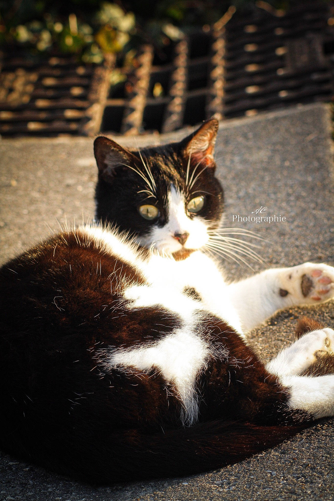 Maze participe au concours pour gagner de l'argent avec cette photo : carnivore, cat, domestic_short_haired_cat, felidae, foot, fur, grass, morning, organism, paw, plant, road_surface, small_to_medium_sized_cats, snout, sunlight, tail, tints_and_shades, tree, whiskers, window